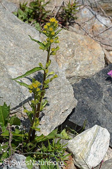 Foto: Alpen-Goldrute (Solidago virgaurea ssp. minuta). Ganze Pflanze (Habitus).