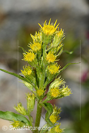 Foto: Alpen-Goldrute (Solidago virgaurea ssp. minuta). Blüten und Stängel.
