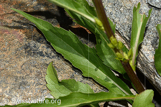 Foto: Alpen-Goldrute (Solidago virgaurea ssp. minuta). Blätter.