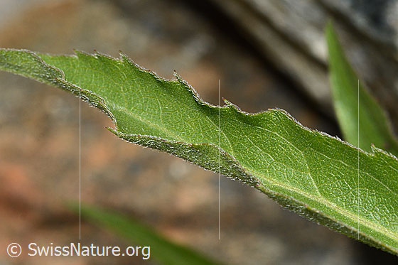 Foto: Alpen-Goldrute (Solidago virgaurea ssp. minuta). Blattoberseite.