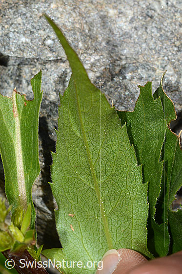 Foto: Alpen-Goldrute (Solidago virgaurea ssp. minuta). Blattunterseite.