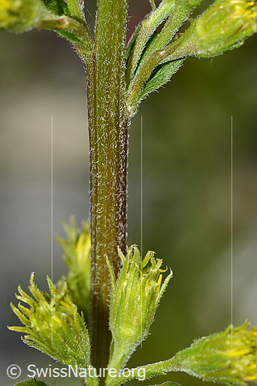 Foto: Alpen-Goldrute (Solidago virgaurea ssp. minuta). Stängel.