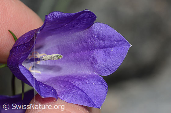 Foto: Scheuchzers Glockenblume (Campanula scheuchzeri). Blüte und Stempel. Ansicht von vorne.