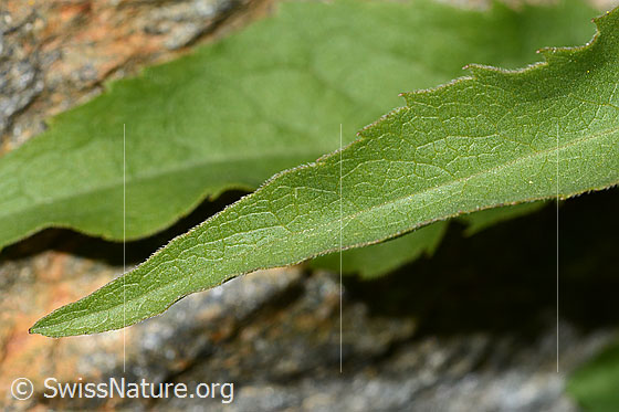 Foto: Alpen-Goldrute (Solidago virgaurea ssp. minuta). Ganze Pflanze (Habitus). Blattoberseite.