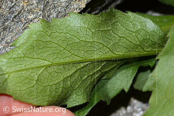 Foto: Alpen-Goldrute (Solidago virgaurea ssp. minuta). Blattunterseite.