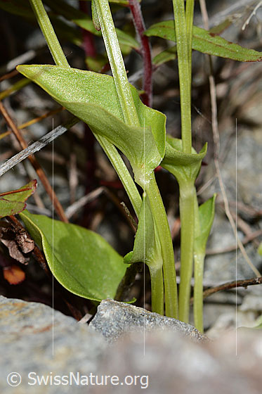 Foto: Sumpf-Herzblatt (Parnassia palustris). Stängel und Stängelblatt.