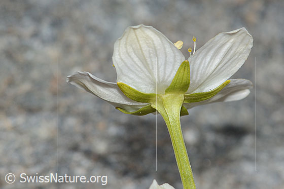 Foto: Sumpf-Herzblatt (Parnassia palustris). Blüte und Stängel. Ansicht von der Seite.