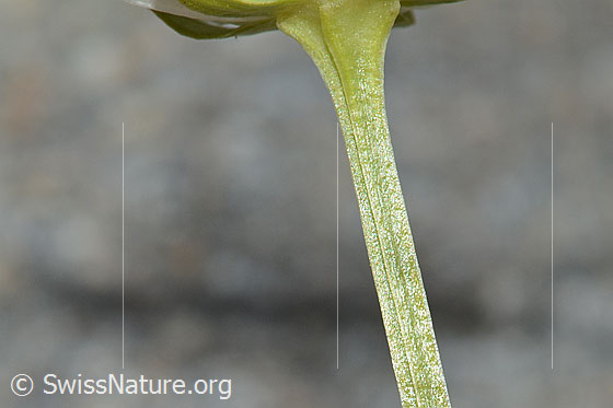 Foto: Sumpf-Herzblatt (Parnassia palustris). Stängel.