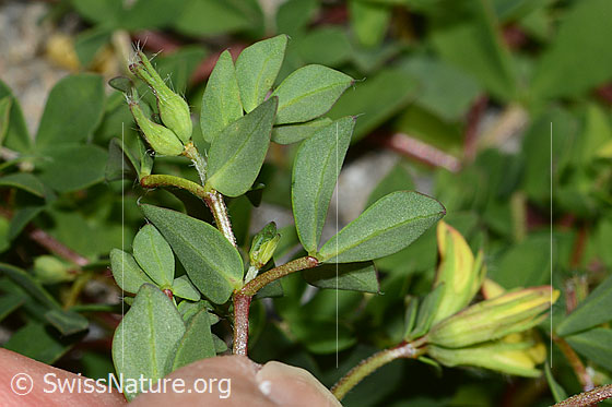 Foto: Alpen-Hornklee (Lotus alpinus). Blattunterseite.