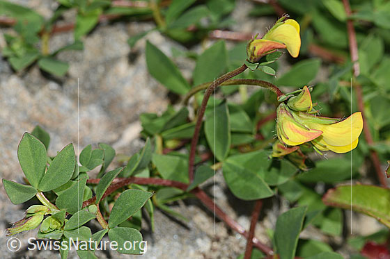 Foto: Alpen-Hornklee (Lotus alpinus). Blüten. Ansicht von der Seite.