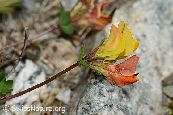 Foto: Alpen-Hornklee (Lotus alpinus). Blüten. Ansicht von der Seite.