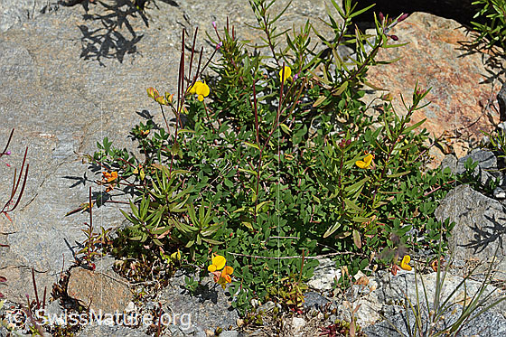 Foto: Alpen-Hornklee (Lotus alpinus). Ganze Pflanze (Habitus).