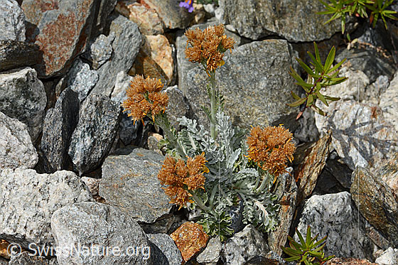 Foto: Graues Greiskraut (Senecio incanus). Fast verblüht. Ganze Pflanze (Habitus).