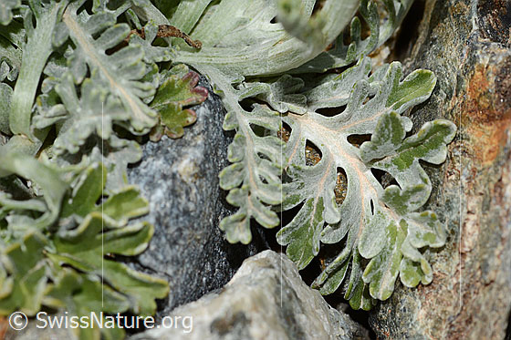 Photo: Senecio incanus. Leaves.