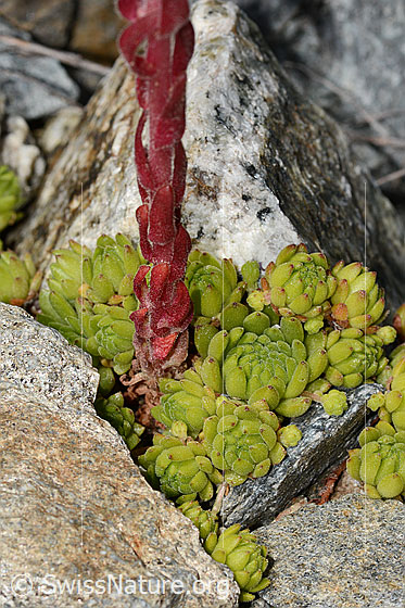 Foto: Berg-Hauswurz (Sempervivum montanum). Stängel und Blattrosetten.