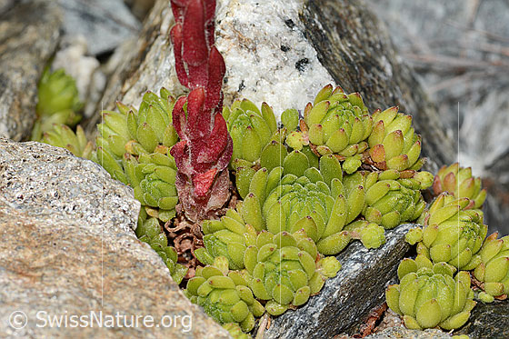 Foto: Berg-Hauswurz (Sempervivum montanum). Stängel und Blattrosetten.