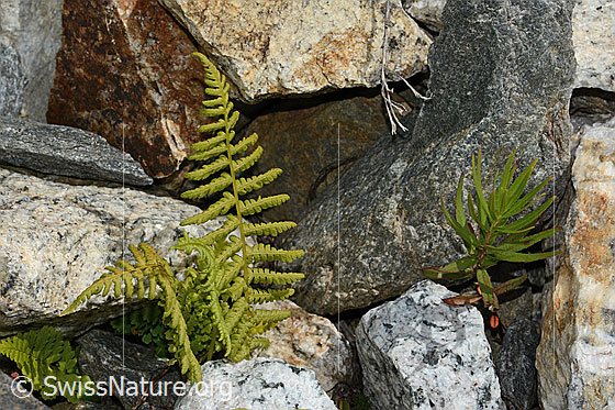 Foto: Wahrscheinlich Gebirgs-Frauenfarn (Athyrium distentifolium). Ganze Pflanze (Habitus).