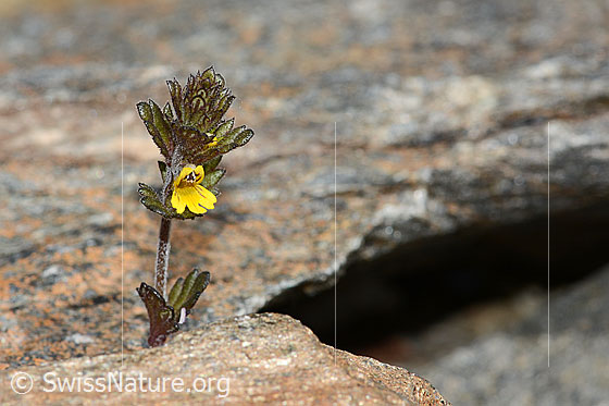 Foto: Zwerg-Augentrost (Euphrasia minima). Ganze Pflanze (Habitus).