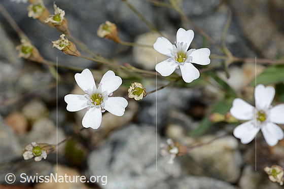 Photo: Silene rupestris. Blossoms.