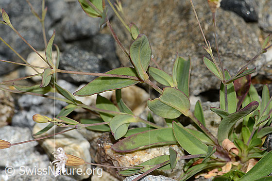Foto: Felsen-Leimkraut (Silene rupestris). Stängel und Blätter.