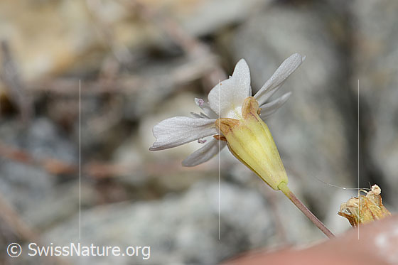 Foto: Felsen-Leimkraut (Silene rupestris). Blüte und Kelch. Ansicht von der Seite.
