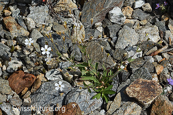 Foto: Felsen-Leimkraut (Silene rupestris). Ganze Pflanze (Habitus).