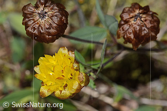 Photo: Trifolium badium. Blossoms. View from above.