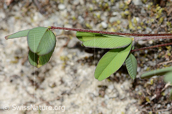Foto: Braun-Klee (Trifolium badium). Blattunterseite.