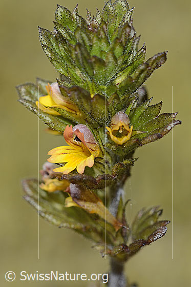 Foto: Zwerg-Augentrost (Euphrasia minima). Blüten und Blätter.