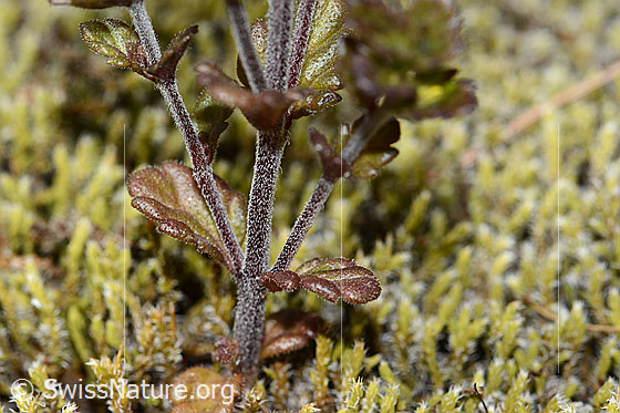 Foto: Zwerg-Augentrost (Euphrasia minima). Stängel und Blätter.