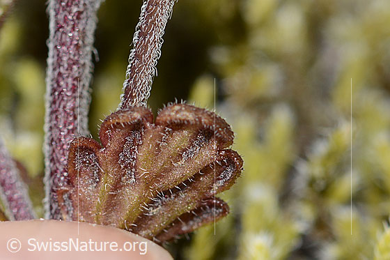 Photo: Euphrasia minima. Leaf underside.