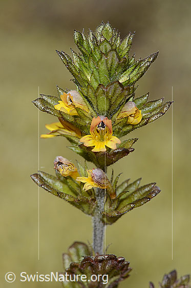 Foto: Zwerg-Augentrost (Euphrasia minima). Blüten, Stängel und Blätter.