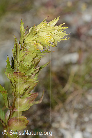 Photo: Rhinanthus glacialis. Blossoms and leaves.