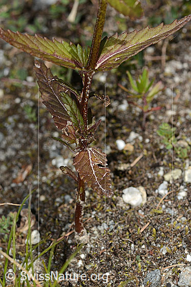 Photo: Rhinanthus glacialis. Stem and leaves.