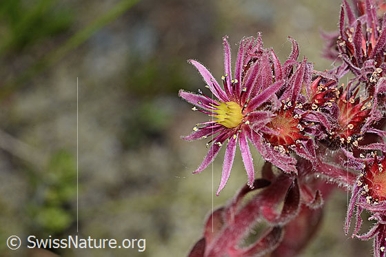 Foto: Berg-Hauswurz (Sempervivum montanum). Blüte.