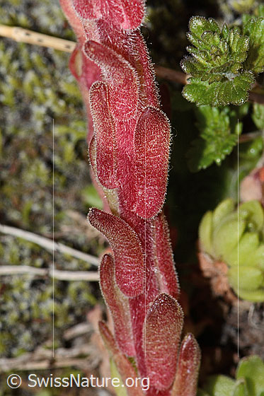 Photo: Sempervivum montanum. Stem.