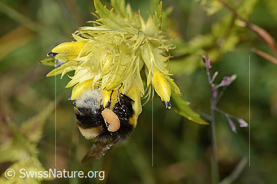 Foto: Wahrscheinlich Heide-Erdhummel (Bombus cryptarum) auf Schmalblättriger Klappertopf (Rhinanthus glacialis). Länge 18mm. Ansicht von der Seite.