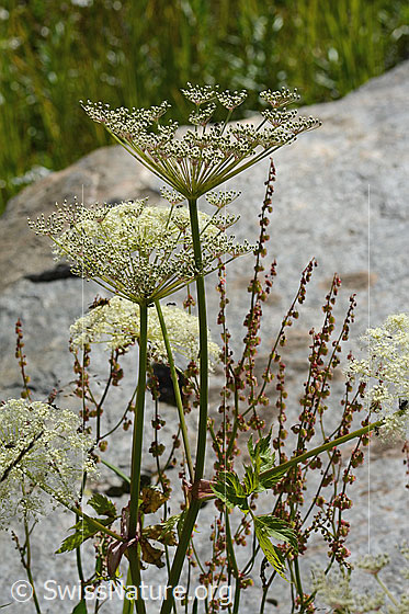 Foto: Meisterwurz (Peucedanum ostruthium). Blütendolden und Stängel. Ansicht von der Seite.