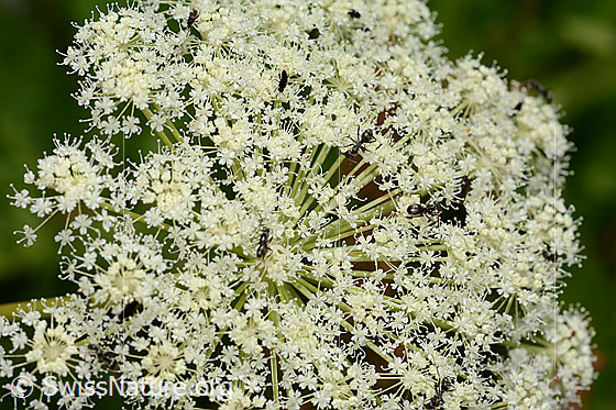 Meisterwurz (Peucedanum ostruthium)