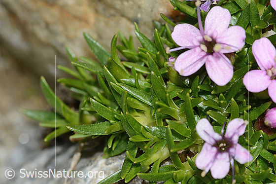 Photo: Silene exscapa. Leaves and blossom.