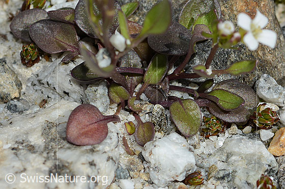 Photo: Cardamine alpina. Leaves.