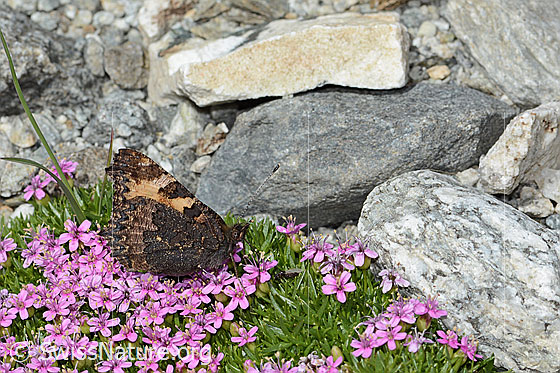 Photo: Aglais urticae on Silene exscapa. Wings closed. View from the side.