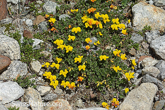 Foto: Alpen-Hornklee (Lotus alpinus). Ganze Pflanze (Habitus). Ansicht von oben.
