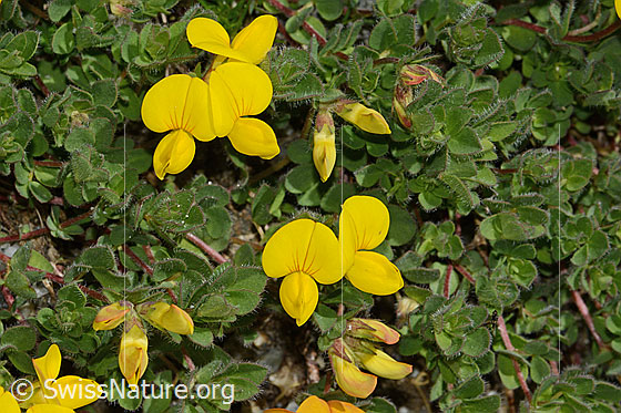 Foto: Alpen-Hornklee (Lotus alpinus). Blüten und Blatten.