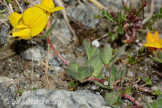Foto: Alpen-Hornklee (Lotus alpinus). Blüte, Stängel und Blätter.