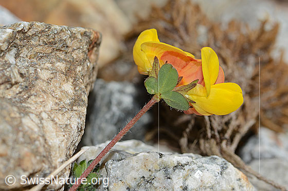 Foto: Alpen-Hornklee (Lotus alpinus). Stängel, Blätter und Blüten. Ansicht von unten.
