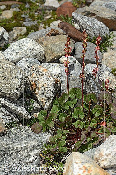 Foto: Säuerling (Oxyria digyna). Ganze Pflanze (Habitus).