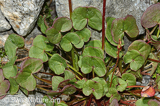 Foto: Säuerling (Oxyria digyna). Blätter und Stängel.