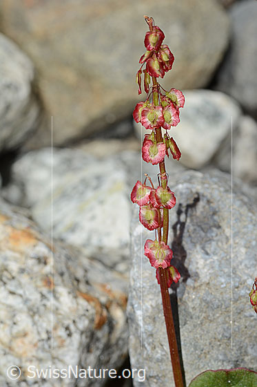 Foto: Säuerling (Oxyria digyna). Blüten und Stängel.