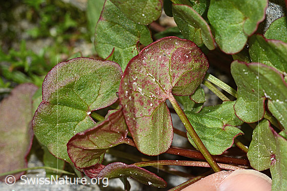 Foto: Säuerling (Oxyria digyna). Blattunterseite.